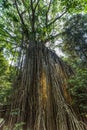 Big Ã¢â¬ÅCurtainÃ¢â¬Â Fig Tree in the Rainforest of Atherton Tablelands, Yungaburra, Queensland